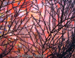 Coral Abstract by Roger Webb 